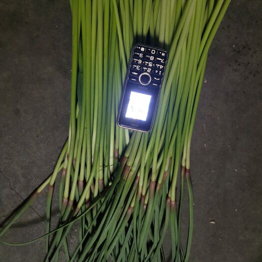 邳州市红帽蒜苔  大量蒜薹需要的联系。