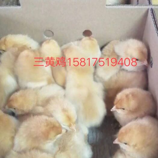 南宁三黄鸡苗 出壳苗，品质保障