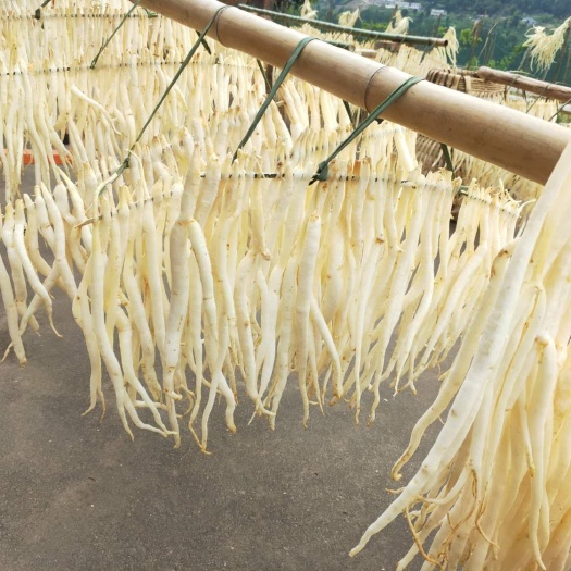 苍溪县四川川明参南沙参煲汤良药川明参种子种苗出售