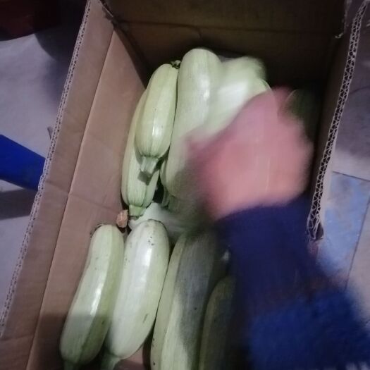 临泉县 新鲜西葫芦 大棚直销