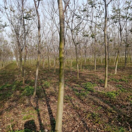 南阳 基地直供栾树，各种规格齐全，量大从优现货