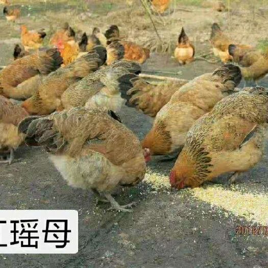 南宁红瑶鸡苗 统货