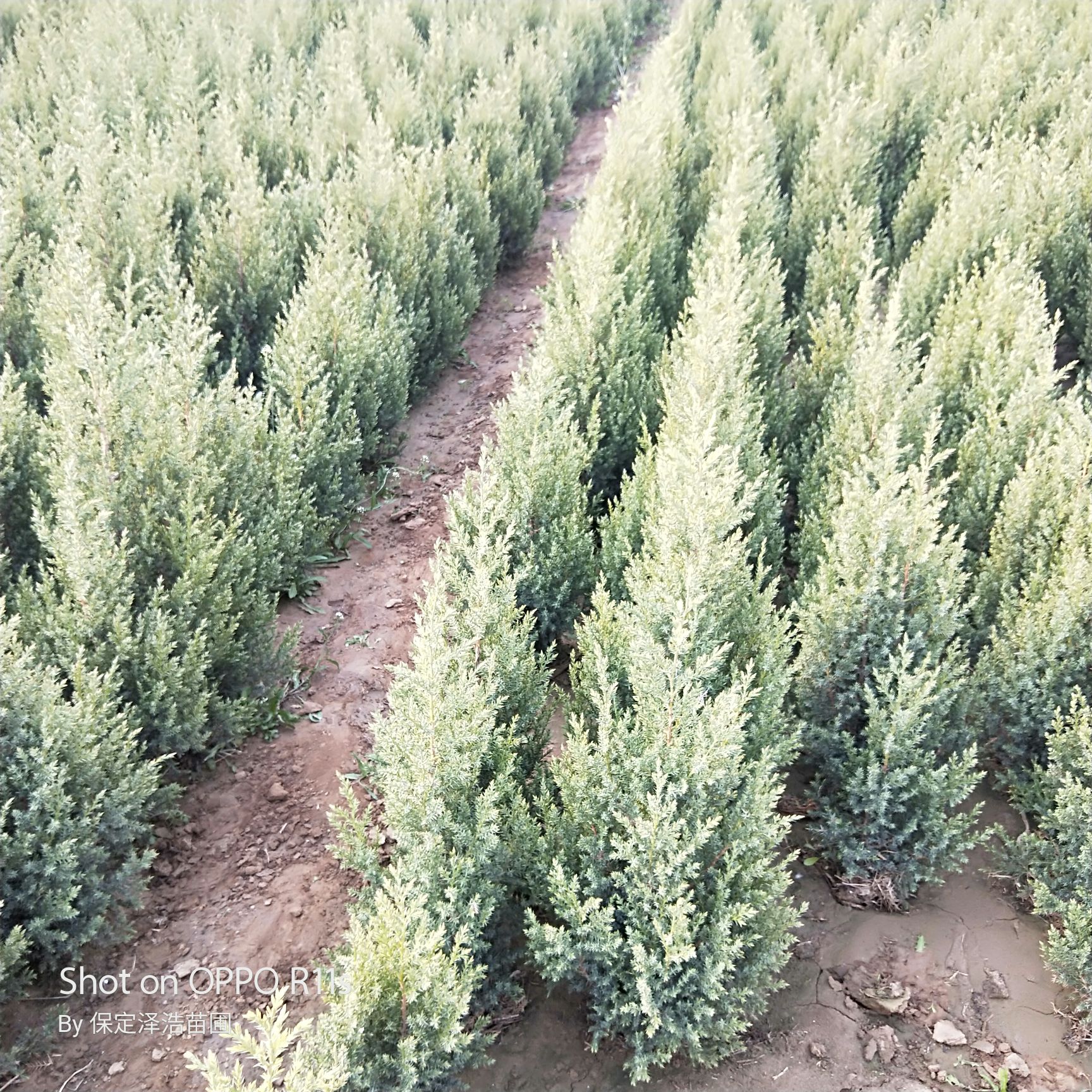 专业供应望都塔桧河北保定正宗望都塔侩1.5/1.8米大量