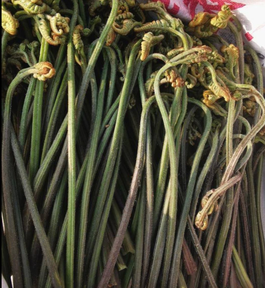  供应大量山珍海味新鲜蕨菜，成品蕨菜