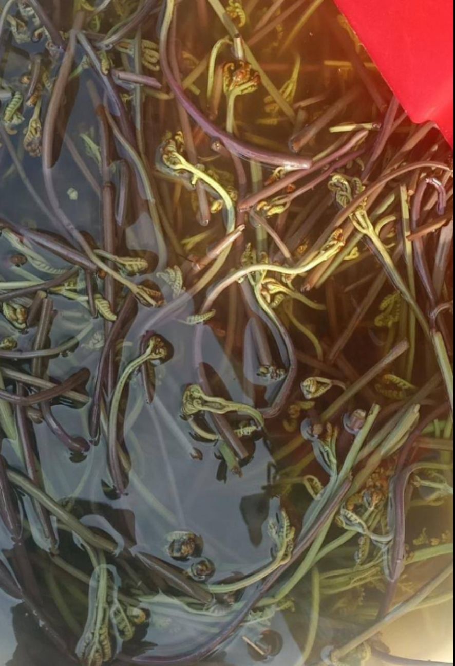  供应大量山珍海味新鲜蕨菜，成品蕨菜