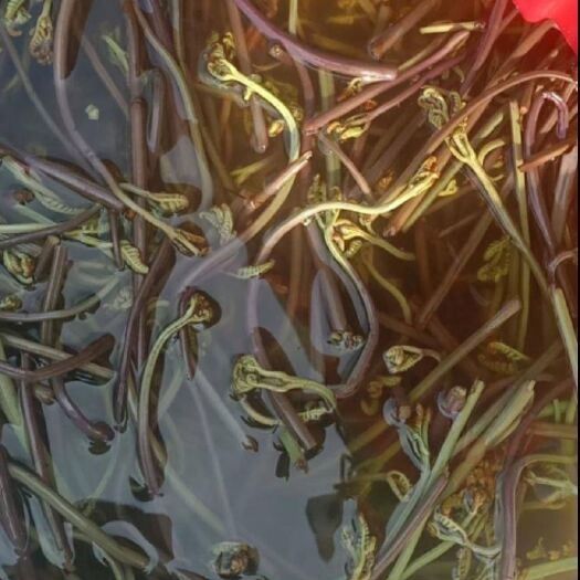 巍山县 供应大量山珍海味新鲜蕨菜，成品蕨菜