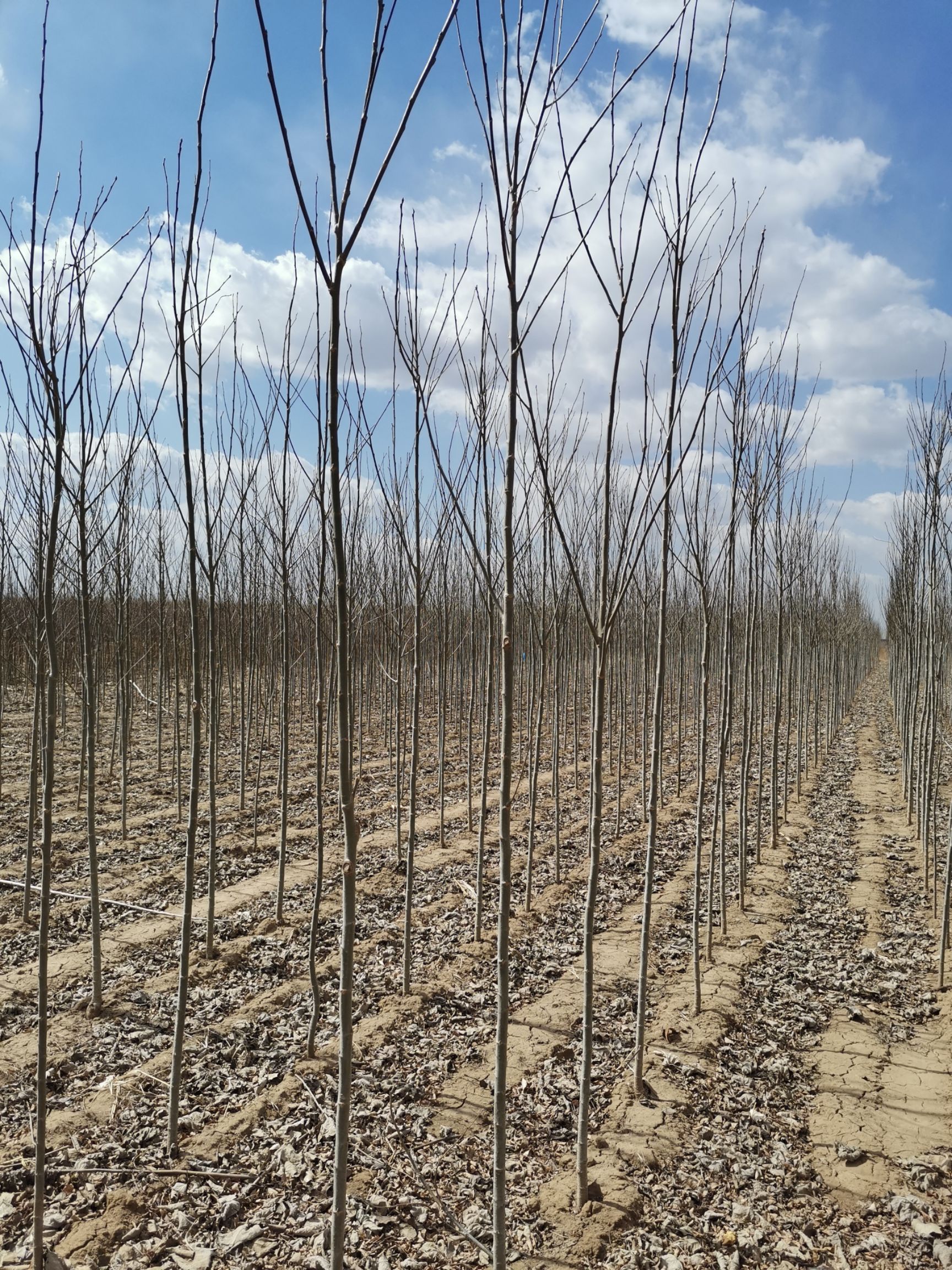  供应地径1.5公分杨树苗|辽宁2公分银中杨树苗报价|东北杨