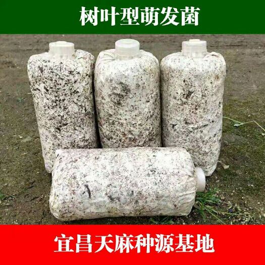 宜昌天麻蜜环菌种 厂家直销天麻萌发菌天麻花粉硕果蜜环菌菌种保证质量