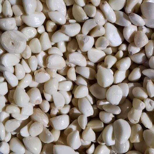兰陵县蒜米  大量蒜泥料，泡菜料