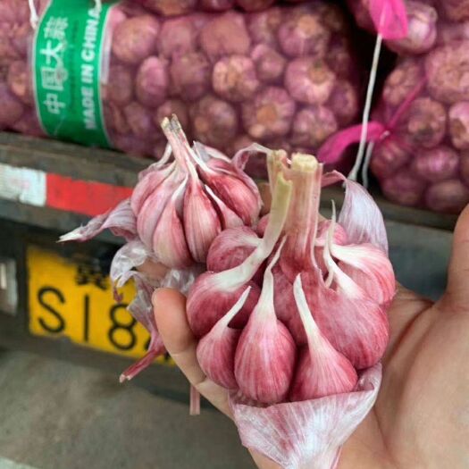 成都 新鲜云南大蒜 多瓣 成都大量有货