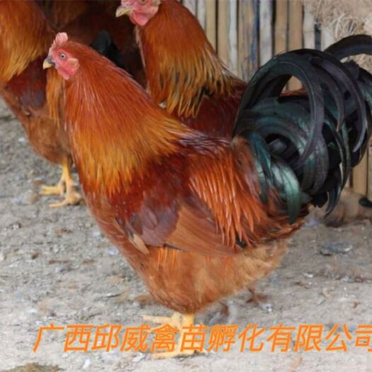 南宁 鸡苗  灵山土鸡