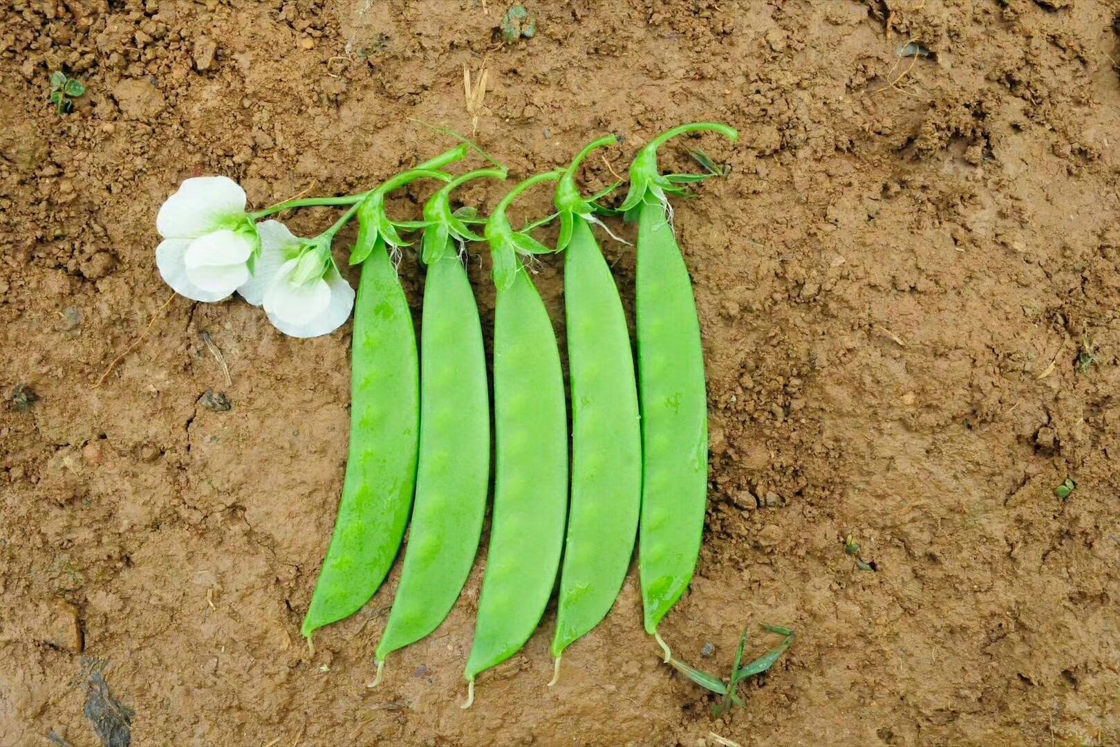 荷兰豆种子批发 荷兰豆种子白花荷兰豆种子白花小荚豆种子荚豆种子价格38元 罐 惠农网触屏版