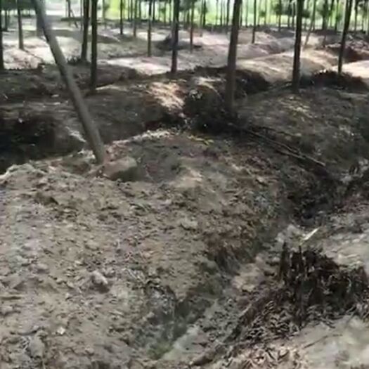 郓城县 南栾十二公分