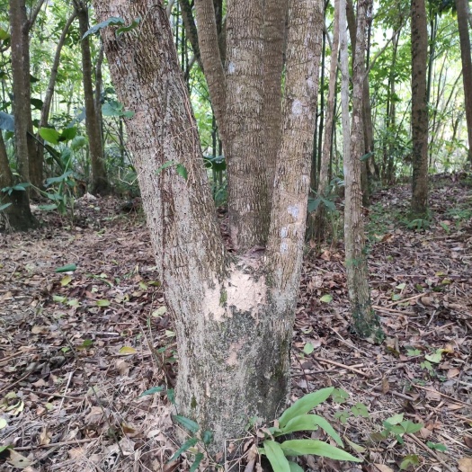信宜市广西菜豆树 多杆幸福树种植基地大棵富贵树杆头农村种植户莱豆树