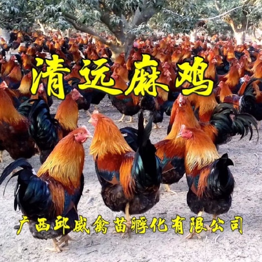 南宁 鸡苗 清远麻鸡苗