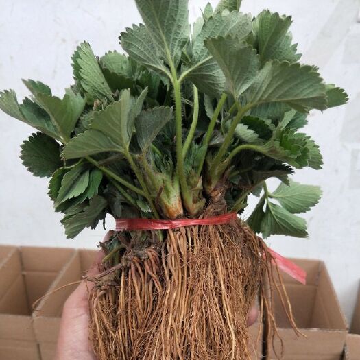 南京 20颗奶油草莓苗四季结果盆栽地栽南北方种植红颜章姬室内阳台易