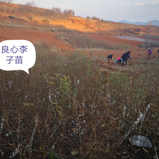 毕节蜂糖李树苗