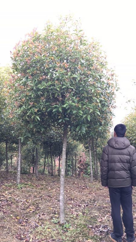 鄱阳县金桂