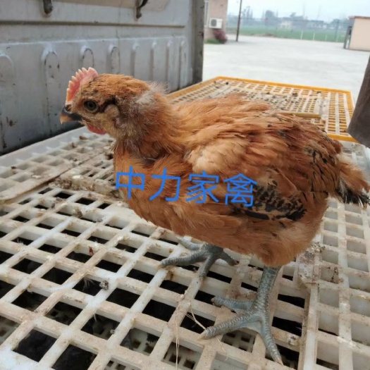 广汉市青脚麻鸡苗 天府麻鸡1斤脱温苗防疫做齐可按需分拣
