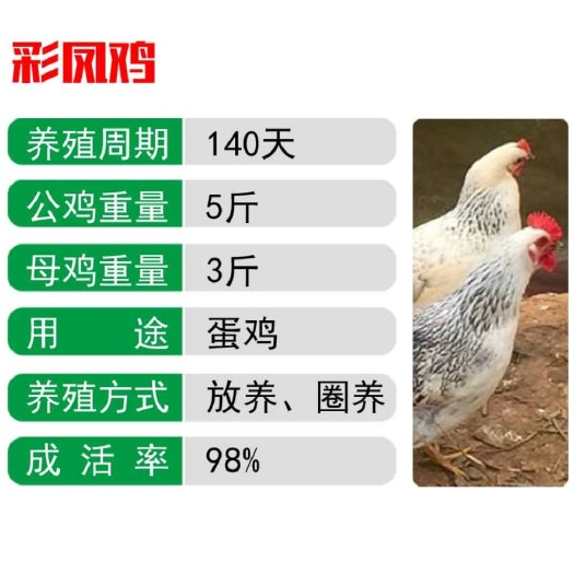 南宁彩凤鸡苗 ，出壳包打疫苗，运输包运损！