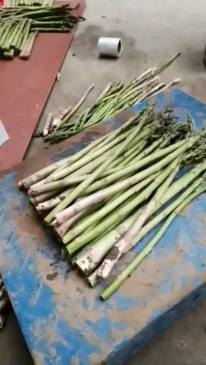 汝州市 現(xiàn)摘新鮮有機酵素生態(tài)蘆筍