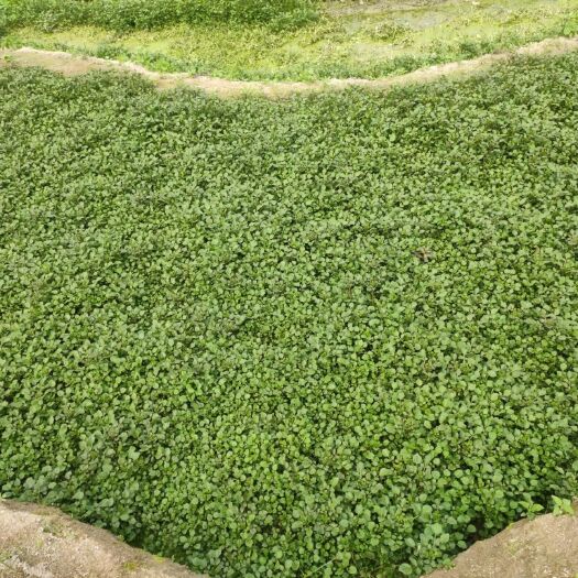 信宜市豆瓣菜 西洋菜种植户茂名山区农村种植基地农民自种