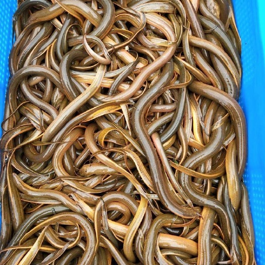 江门正大9号黄鳝苗 专业水产养殖大量供应