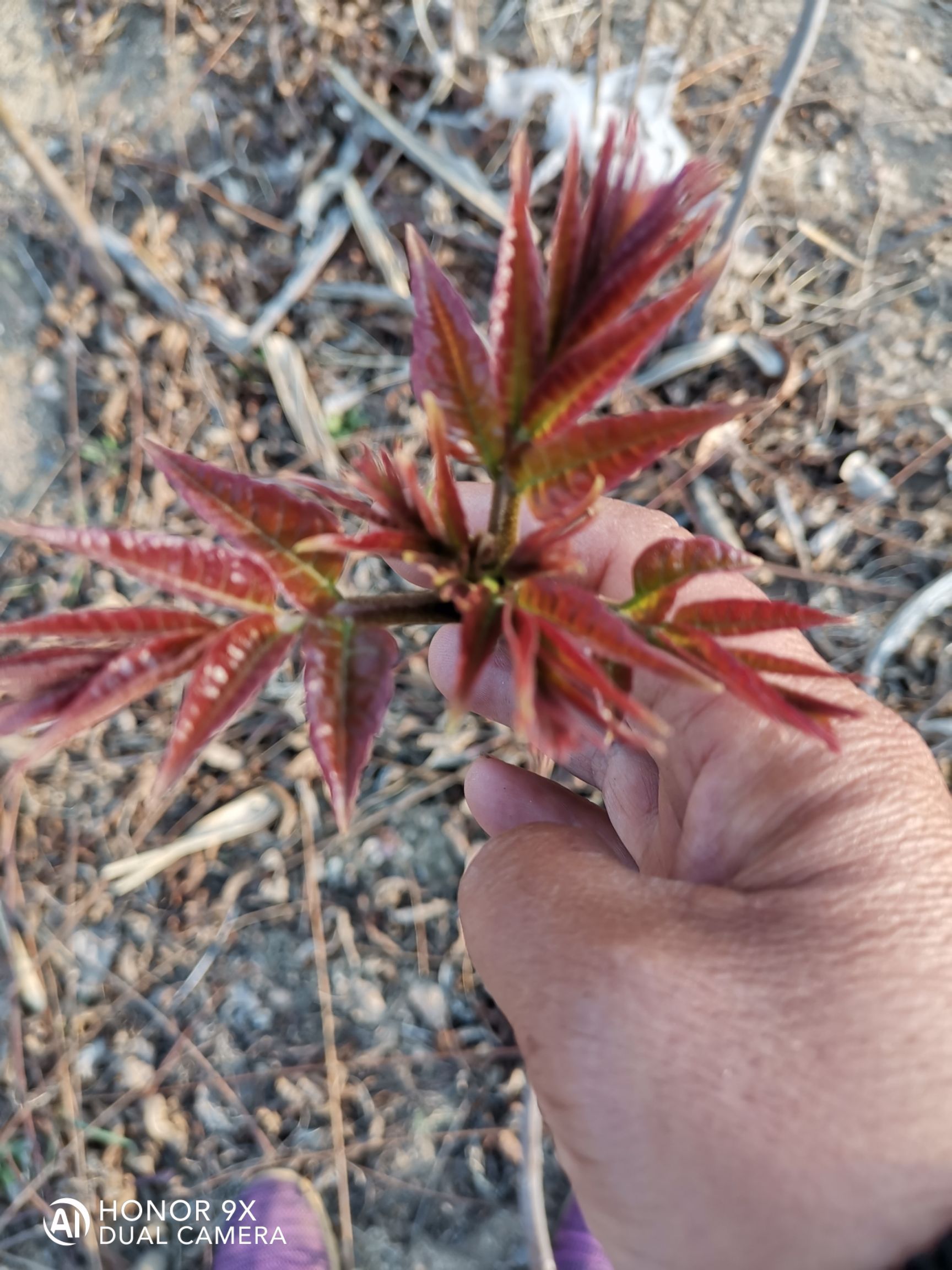 红油香椿  红香椿芽 混装通货