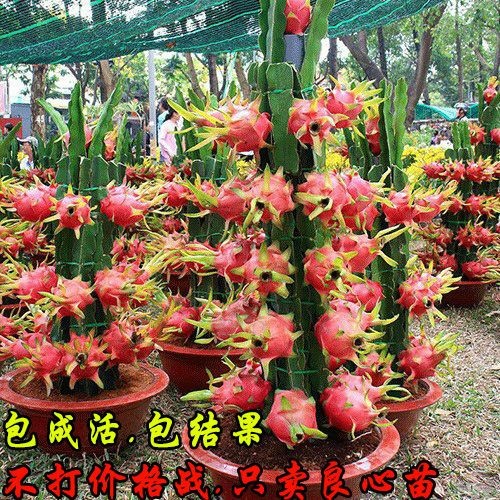 南京红心火龙果苗 【当年8-10月结果火龙果树苗南北方种植庭院室内盆