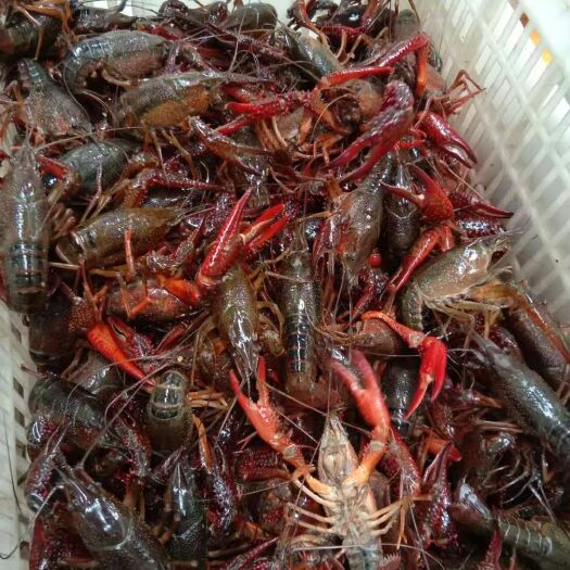 潜江市 潜江小龙虾6.2-9（大青）