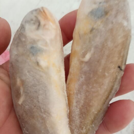 齐河县冷冻黄花鱼 东海冷冻小黄花，物美价廉，豆瓣肉，适合煎炸，老少皆宜。