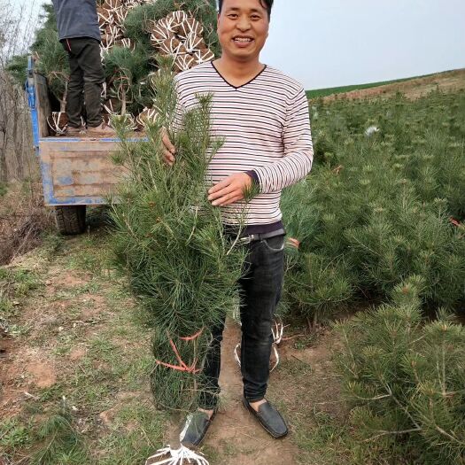 西安陕西白皮松