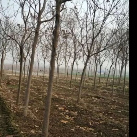 郓城县北栾树 十公分北栾