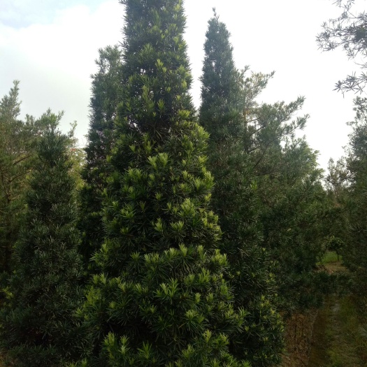 普宁市 自家地～袋各规格罗汉松