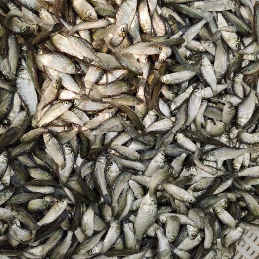 广州中科5号鲫鱼苗