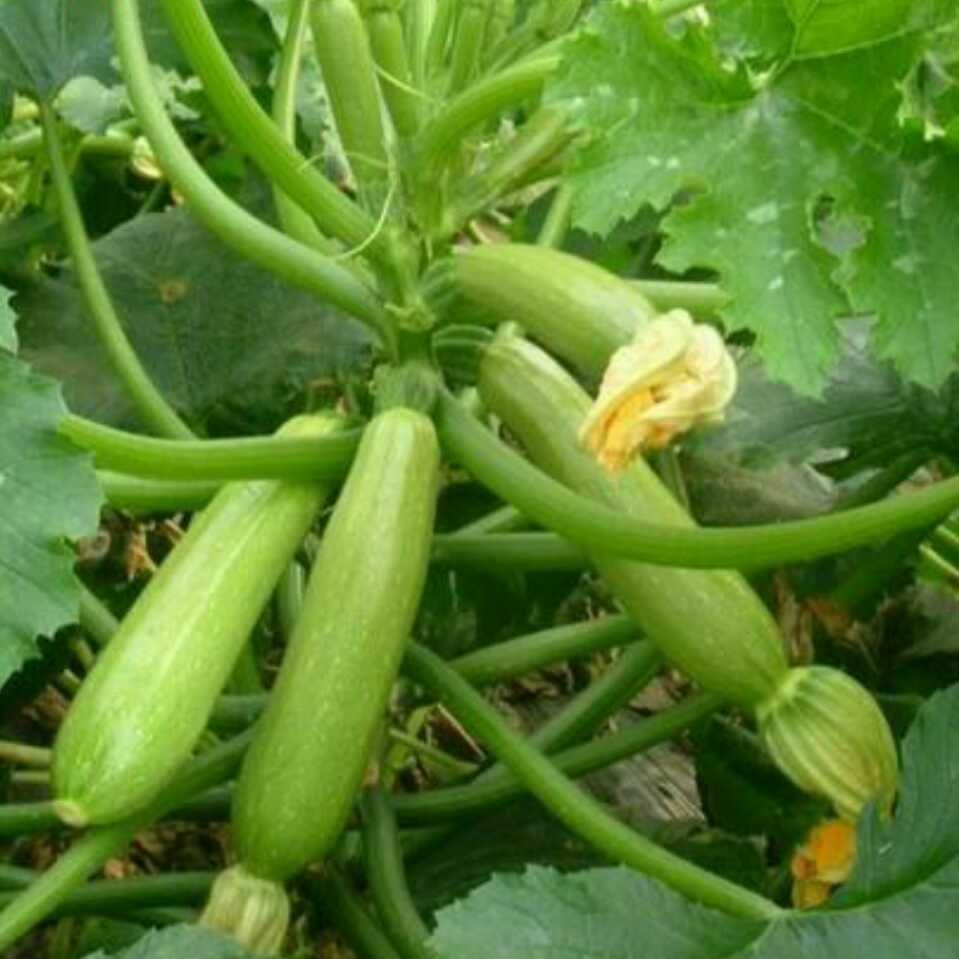寿光绿皮西葫芦  产地实力代收 供应超市 档口 电商 食堂
