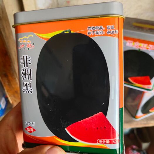 扶沟县黑皮西瓜种子 非洲黑~中晚熟果皮黑色果肉大红单瓜10公斤以上