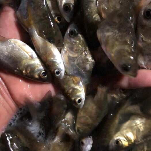 江门缩骨鳙鱼苗 专业水产养殖大量供应