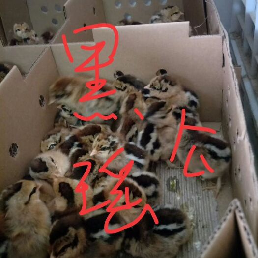 广州黑瑶鸡苗 黑瑶公