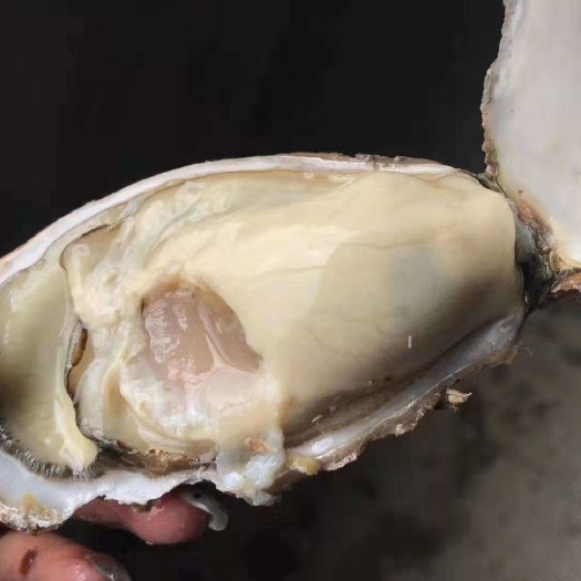  大连蚝，牡蛎批发，生蚝批发