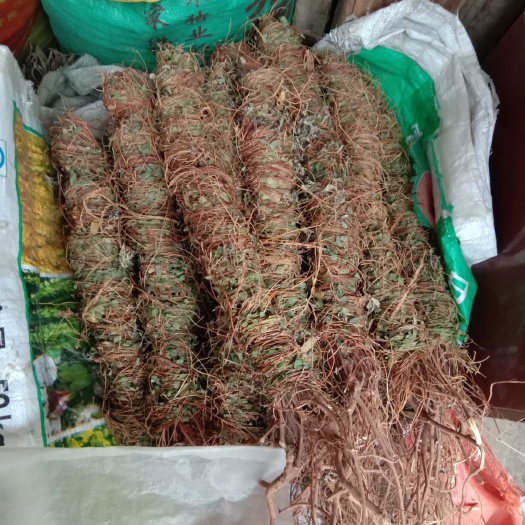 玉林 鸡骨草