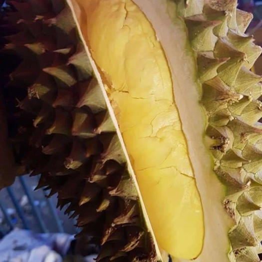 昆明泰国金枕榴莲 电商型号
直播型号