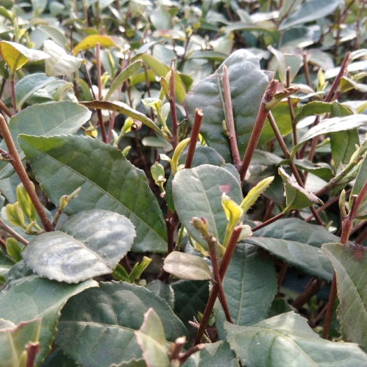 五莲县日照绿茶 1年以下