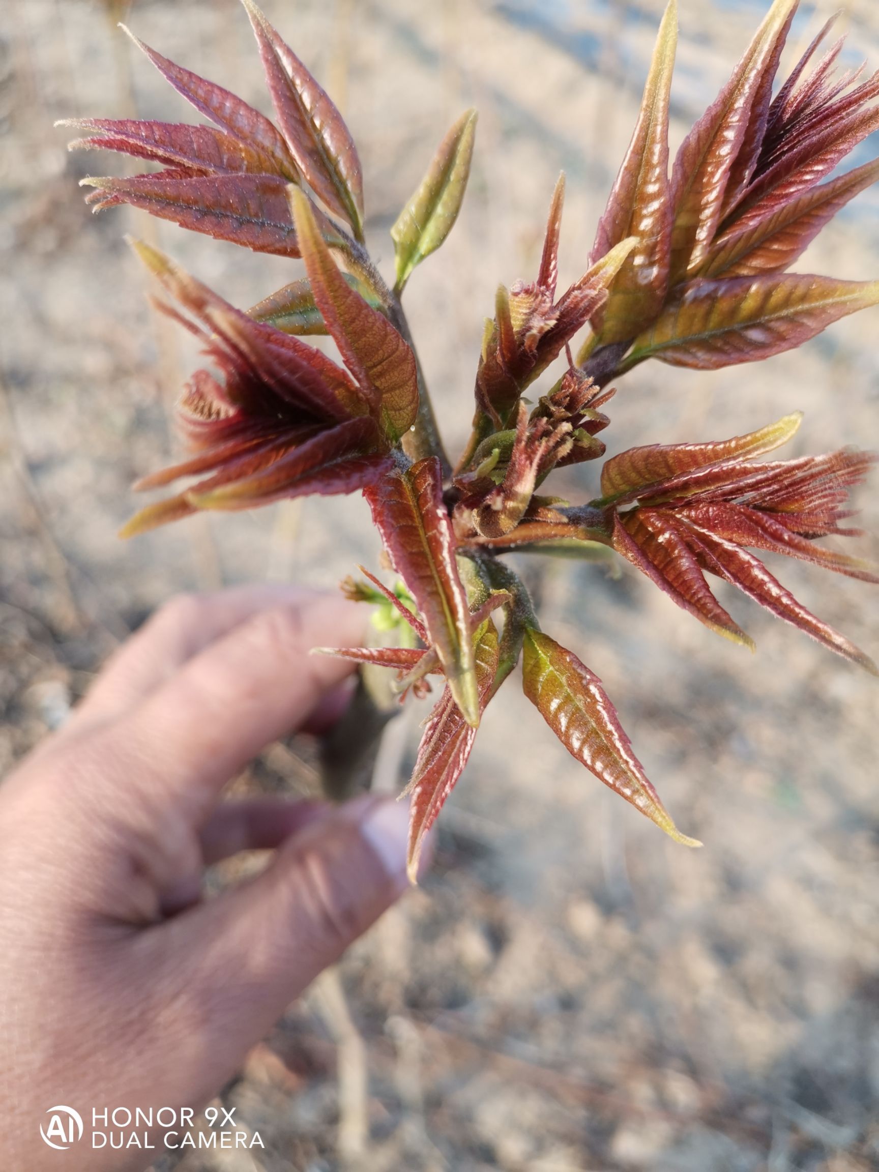 红油香椿  红香椿芽 混装通货