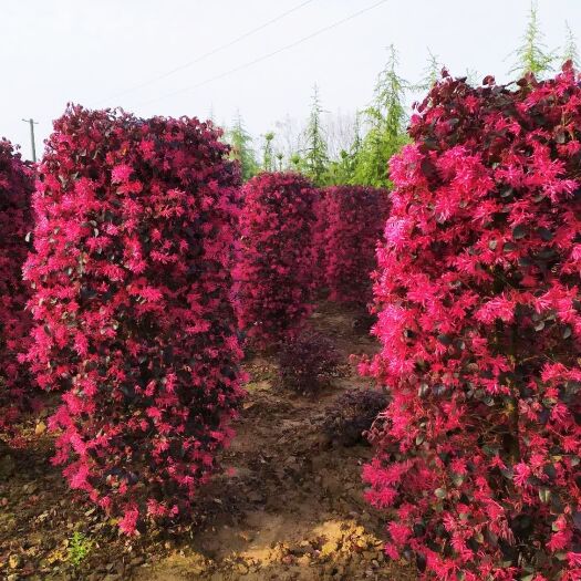 汝南县 红花继木柱，多年精品柱型，树形立体饱满，自家货源，价格便宜