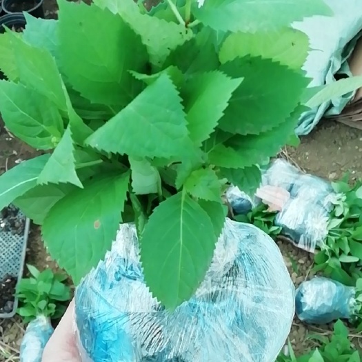 安顺 绣球花 无尽夏小苗  也有大苗