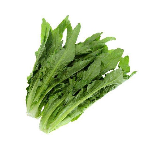 揭阳紫油麦菜 香麦菜
