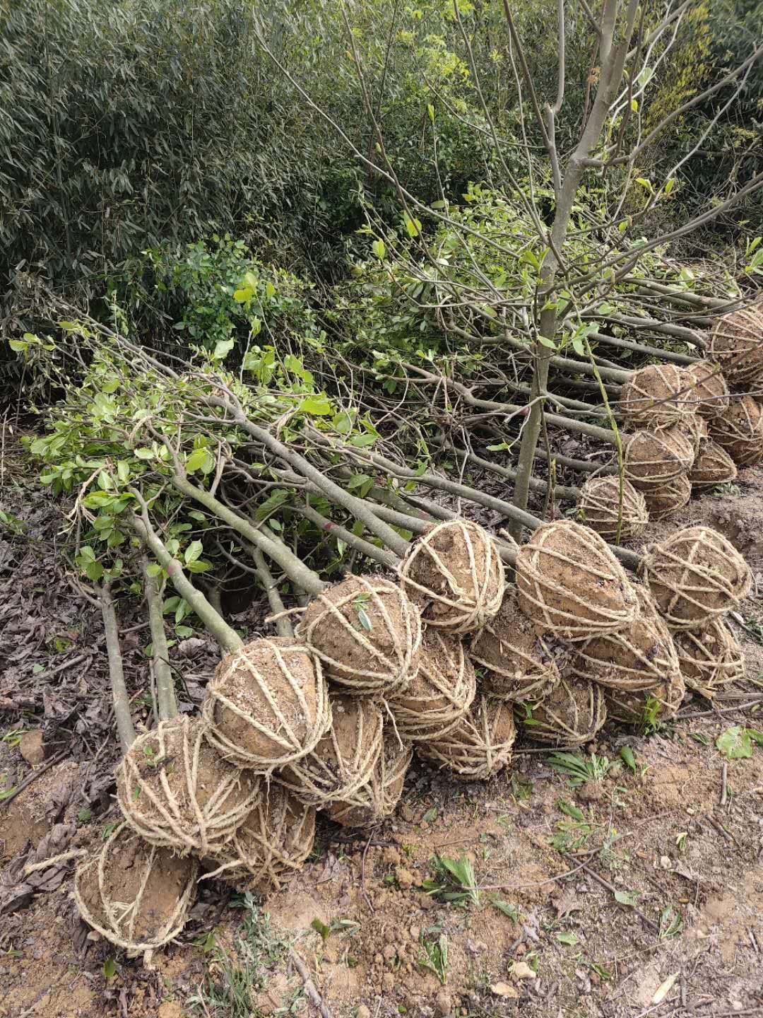  紫玉兰4公分大量出售