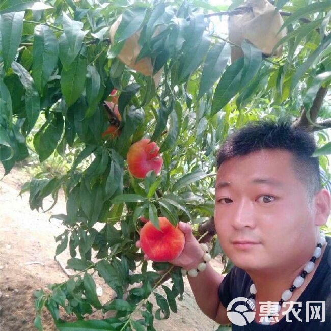  桃树苗血桃水蜜桃黑桃早熟晚熟嫁接桃苗南北方种植盆栽地栽果树苗