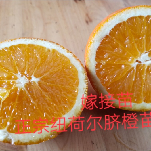简阳市柑桔苗 纽荷尔脐橙苗【有好货】嫁接苗 提供技术指导